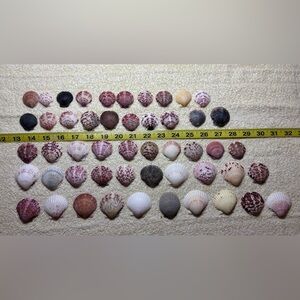 50 Sanibel Island Scallop Shells! Assorted
Shell Collection in multi colors.
